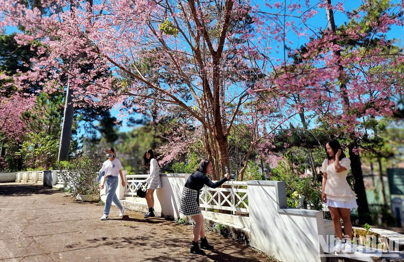 Tal follaje constituye un curioso atractivo para lugareños y visitantes.