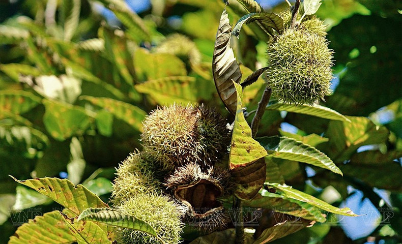 Cuando los racimos de castaños no están maduros, su apariencia se asemeja a los rambutanes jóvenes con una cáscara erizada y pelos afilados como los de un puercoespín. Cuando los racimos de castaños no están maduros, su apariencia se asemeja a los rambutanes jóvenes con una cáscara erizada y pelos afilados como los de un puercoespín.