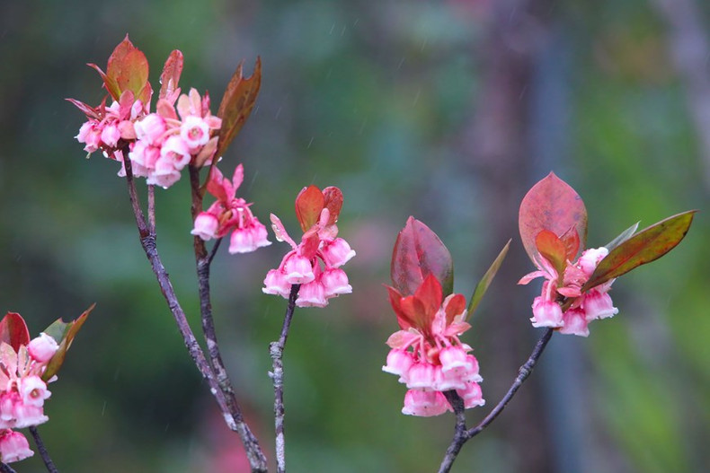 Flores de melocotón con forma de campana brotan, señalando una nueva primavera llena de vitalidad.