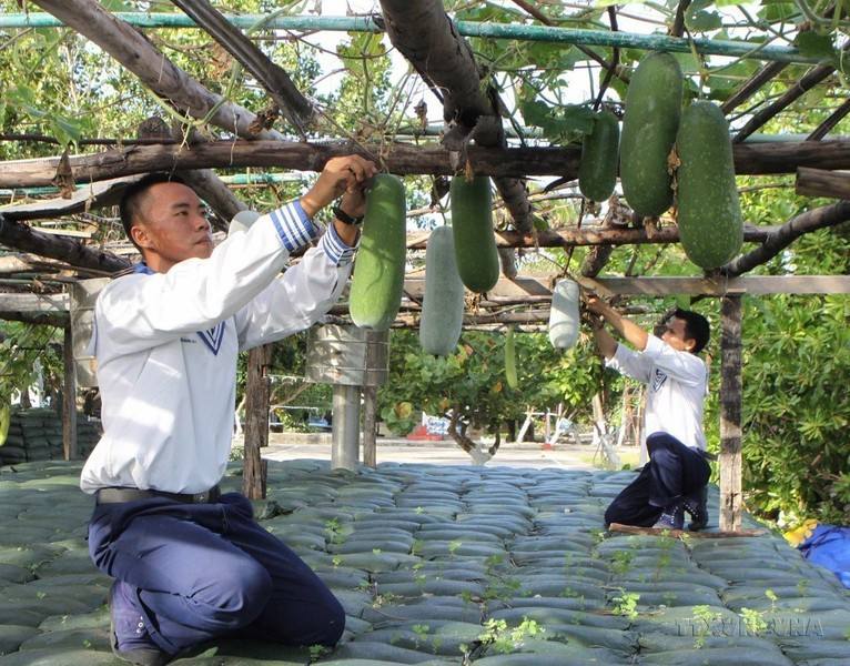 Además de la tarea de entrenamiento para estar preparados para luchar y proteger la soberanía del mar y las islas, los soldados de la isla de Nam Yet también aumentan la producción y mejoran su vida. Además de la tarea de entrenamiento para estar preparados para luchar y proteger la soberanía del mar y las islas, los soldados de la isla de Nam Yet también aumentan la producción y mejoran su vida.