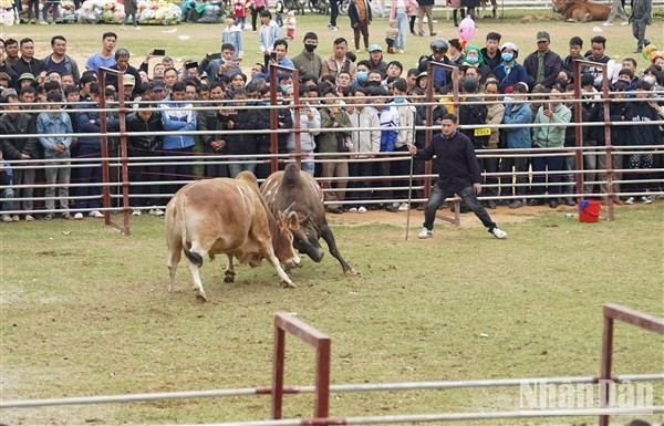 Los astados compitieron en dos categorías. El ganador de categoría A pesa unos 486,5 kilogramos. Los astados compitieron en dos categorías. El ganador de categoría A pesa unos 486,5 kilogramos.