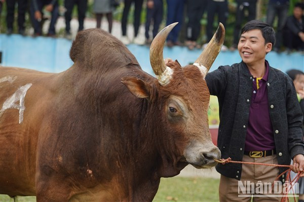 Un criador acaricia con orgullo a su ejemplar. Un criador acaricia con orgullo a su ejemplar.