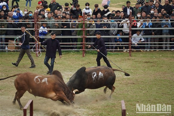 Los toros lidian con fiereza. Los toros lidian con fiereza.
