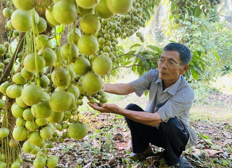Dang Van Cap, oriundo de la comuna de An Tuong Dong, distrito de Hoai An, provincia central de Binh Dinh, se convirtió en un agricultor multimillonario, gracias al modelo de cultivo intercalado de árboles frutales en una superficie de 12 hectáreas. Dang Van Cap, oriundo de la comuna de An Tuong Dong, distrito de Hoai An, provincia central de Binh Dinh, se convirtió en un agricultor multimillonario, gracias al modelo de cultivo intercalado de árboles frutales en una superficie de 12 hectáreas.