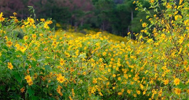 El girasol silvestre es una flor famosa asociada con Da Lat. Su color amarillo indica la llegada del invierno. El girasol silvestre es una flor famosa asociada con Da Lat. Su color amarillo indica la llegada del invierno.