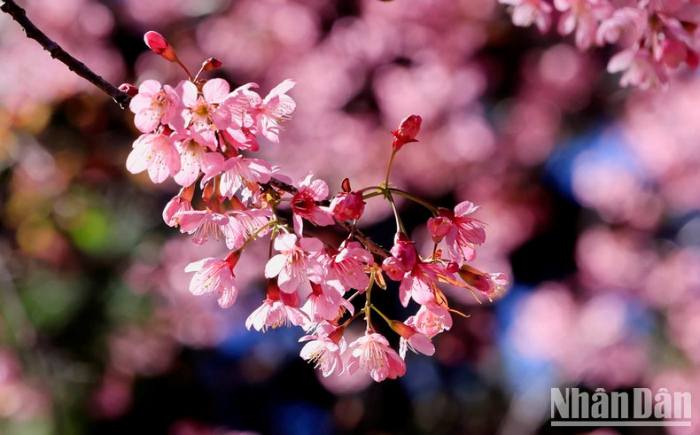 Cada capullo parece una chispa de fuego.