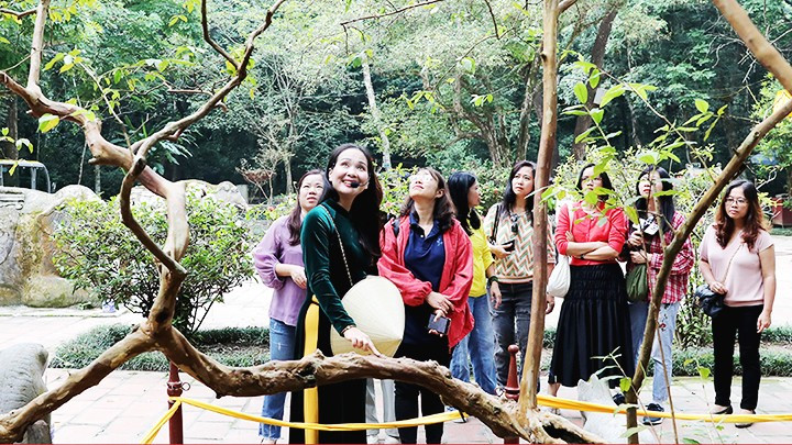 El árbol de guayaba al lado de la tumba del rey Le Thai To. El árbol de guayaba al lado de la tumba del rey Le Thai To.