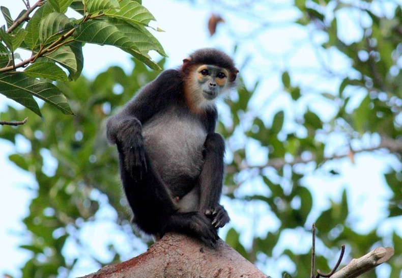 Douc de patas negras en el Parque Nacional de Nui Chua, provincia de Ninh Thuan. Douc de patas negras en el Parque Nacional de Nui Chua, provincia de Ninh Thuan.
