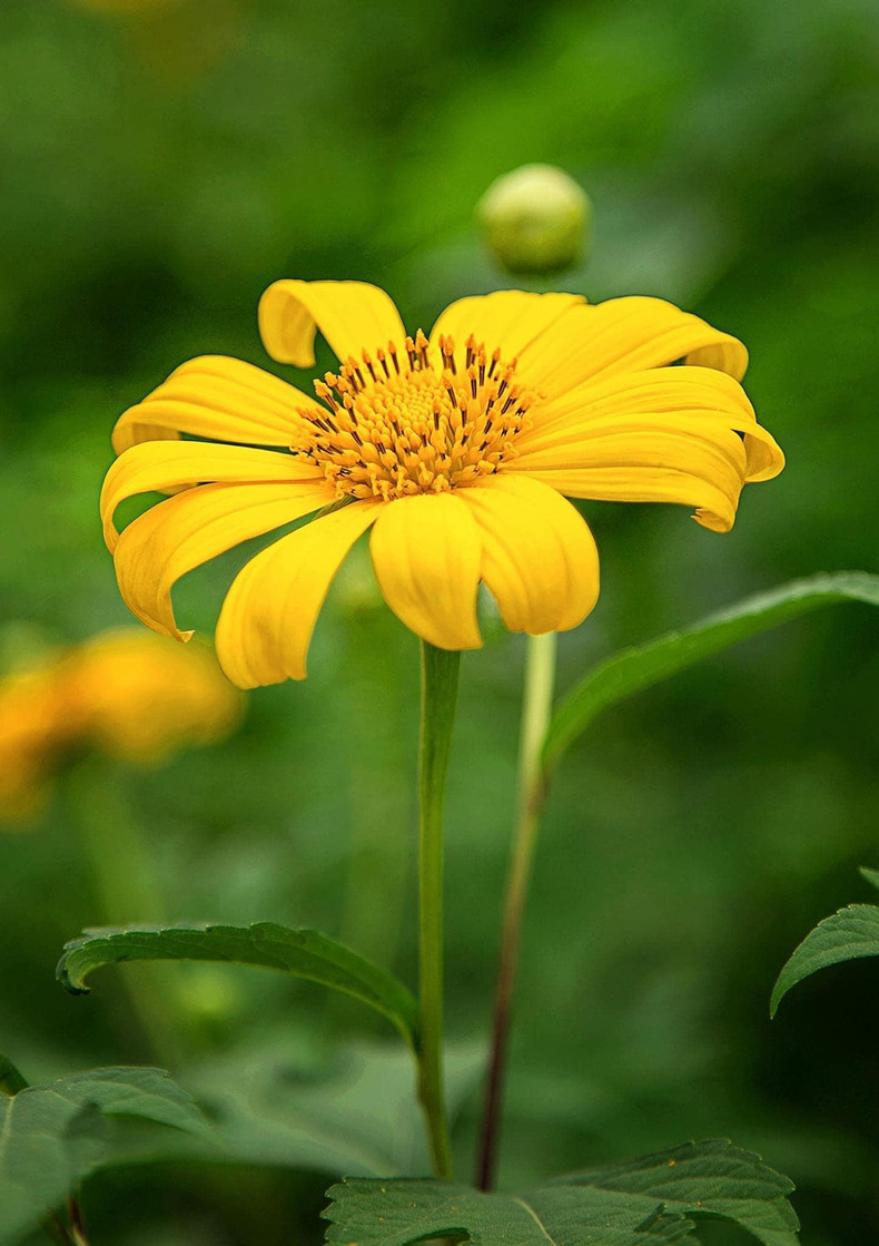 Para los lugareños, el girasol silvestre es la señal del invierno.