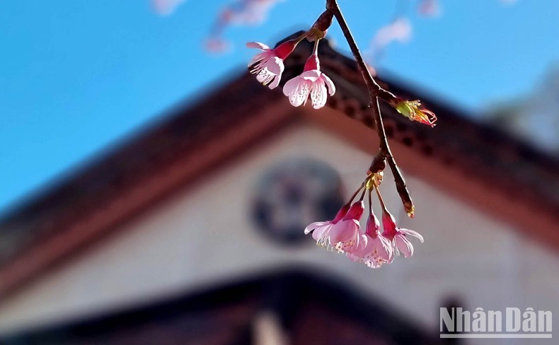 Esperando el sol primaveral.
