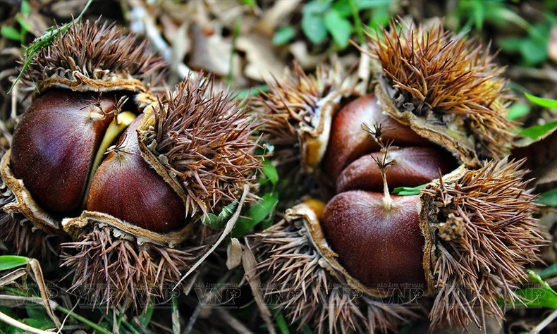 Momento adecuado para cosechar castañas maduras. Momento adecuado para cosechar castañas maduras.