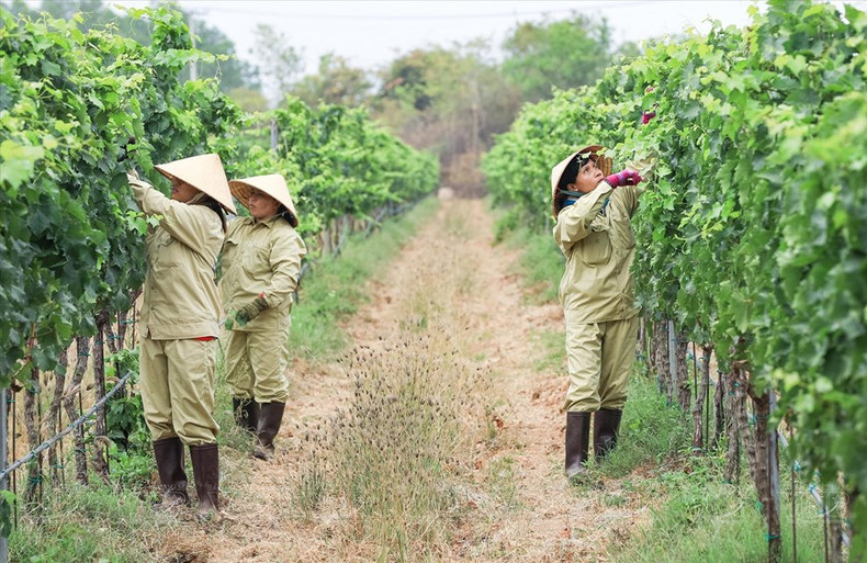 Trabajadores de la empresa Lam Dong Food cuidan el viñedo de Sauvignon, una variedad de uva utilizada para producir vino blanco en Ninh Thuan.