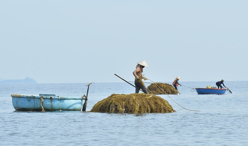 Desde las 5:00 horas de la mañana, los pescadores del pueblo de Chau Thuan Bien, comuna de Binh Chau, utilizan botes para explotar algas marinas. Desde las 5:00 horas de la mañana, los pescadores del pueblo de Chau Thuan Bien, comuna de Binh Chau, utilizan botes para explotar algas marinas.