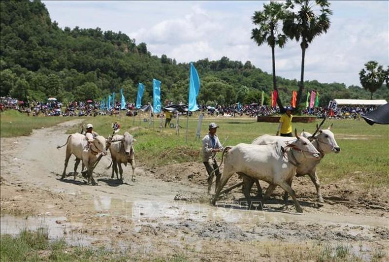 Festival tradicional de carreras de toros del pueblo jemer en Vietnam ảnh 3 Festival tradicional de carreras de toros del pueblo jemer en Vietnam ảnh 3