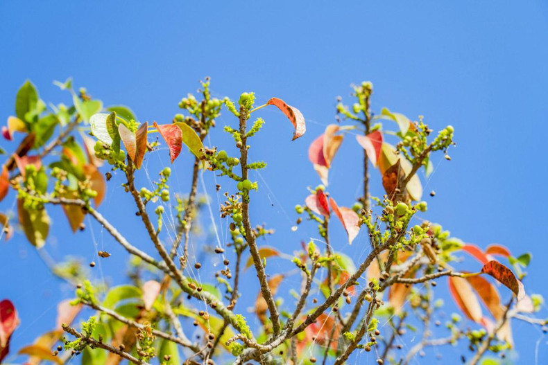 Se espera que el recinto acoja una surtida serie de actividades turísticas para los amantes de la exploración.