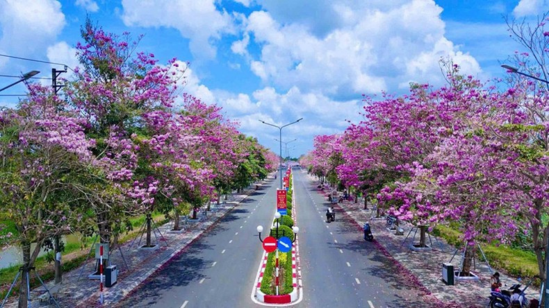 El camino de florecientes guayacanes rosados en Chau Thanh. El camino de florecientes guayacanes rosados en Chau Thanh.