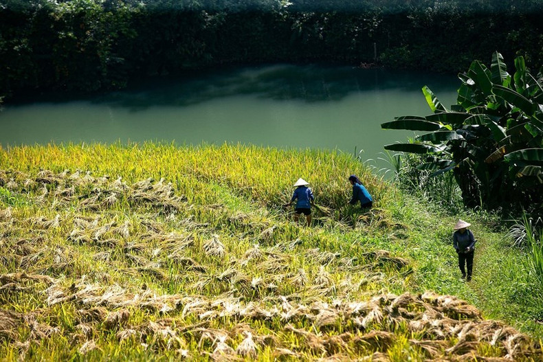 Los campos en terrazas de la comuna de Mien Doi están en temporada de cosecha.