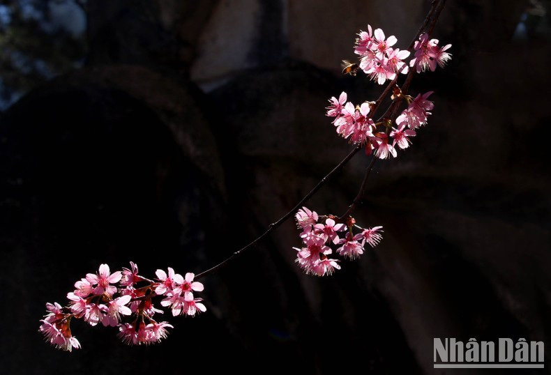 Su flor tiene cinco pétalos.