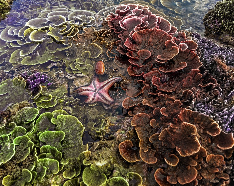 Arrecife de coral púrpura y verde Montipora Monasteriata. Arrecife de coral púrpura y verde Montipora Monasteriata.