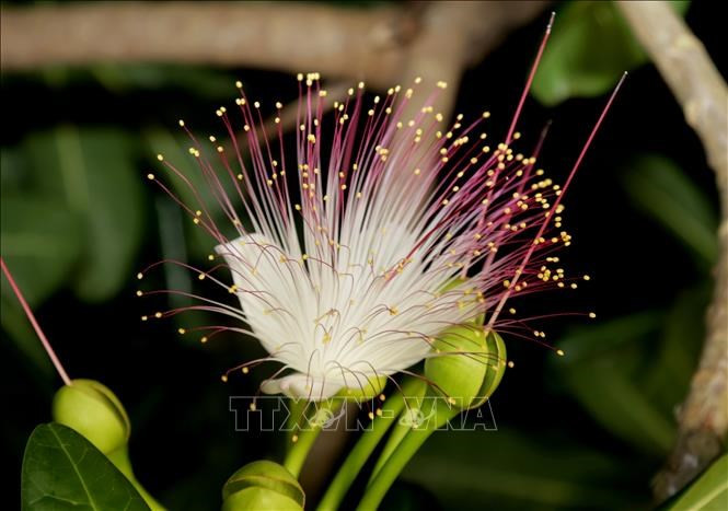 Bonete de clérigo es un tipo de árbol de madera dura, con una altura de siete a 25 metros, flores blancas y crecimiento en racimos. Sus flores se consideran como la “reina” de las flores por los soldados navales en Truong Sa. Bonete de clérigo es un tipo de árbol de madera dura, con una altura de siete a 25 metros, flores blancas y crecimiento en racimos. Sus flores se consideran como la “reina” de las flores por los soldados navales en Truong Sa.
