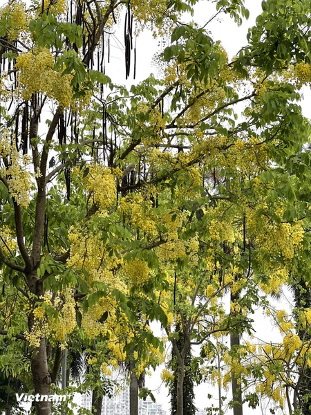 La flor tiene varios nombres, incluidos caña fístula, casia purgante u hojasén o flor amarilla de Osaka. La flor tiene varios nombres, incluidos caña fístula, casia purgante u hojasén o flor amarilla de Osaka.