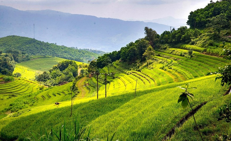 Los campos en terrazas de la comuna de Mien Doi se extienden desde la cima hasta la base de la colina, creando un majestuoso paisaje.