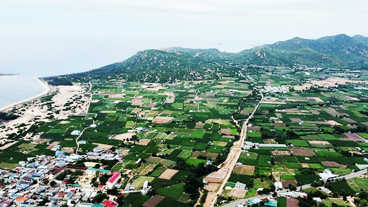 Vastos viñedos en Ninh Hai. Vastos viñedos en Ninh Hai.