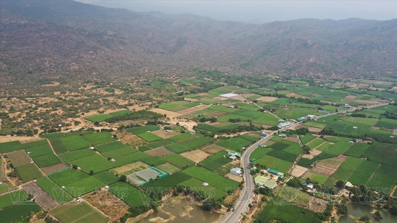 Área de cultivo de uva en la provincia de Ninh Thuan.