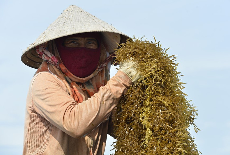 La cosecha de algas solo se lleva a cabo en 20 días. La cosecha de algas solo se lleva a cabo en 20 días.