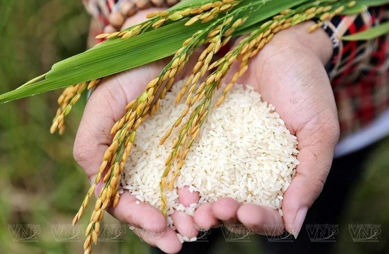 Desde 2016, la comuna de Tam Hung en el distrito de Thanh Oai ha implementado un modelo estándar VietGAP para producir arroz aromático Boi Khe, que cubre 25 hectáreas y produce de 11 a 12 toneladas por hectárea al año. Desde 2016, la comuna de Tam Hung en el distrito de Thanh Oai ha implementado un modelo estándar VietGAP para producir arroz aromático Boi Khe, que cubre 25 hectáreas y produce de 11 a 12 toneladas por hectárea al año.