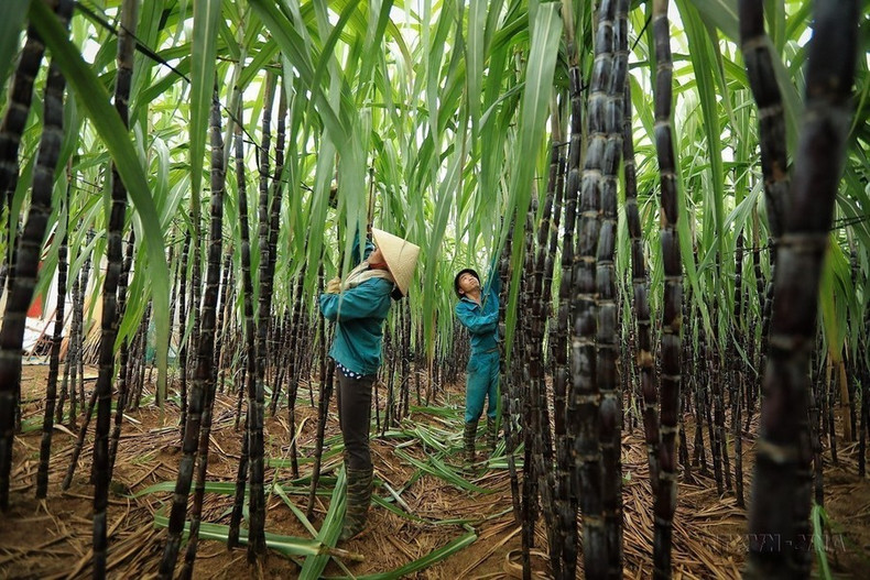 Agricultores del distrito de Cao Phong, provincia norteña de Hoa Binh, cosechan caña de azúcar en el período 2023-2024. Agricultores del distrito de Cao Phong, provincia norteña de Hoa Binh, cosechan caña de azúcar en el período 2023-2024.