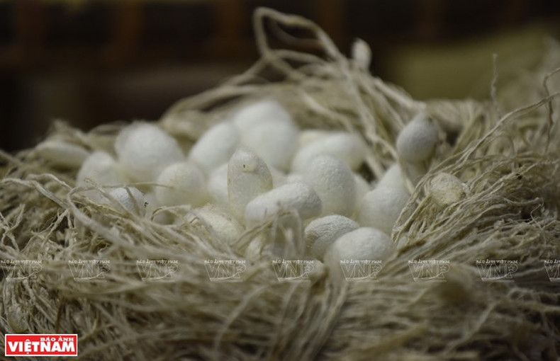 Capullos de gusanos antes de convertirse en seda.