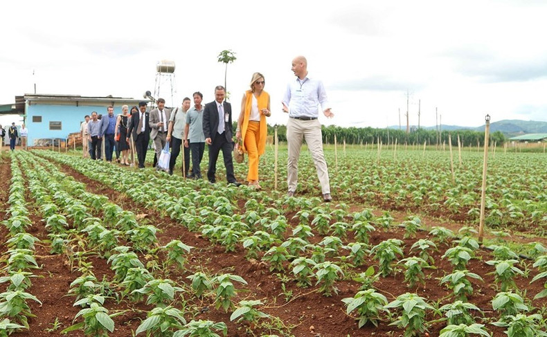 El 30 de mayo de 2017, durante su visita a Vietnam, la Reina Máxima de los Paises Bajos visita el modelo de producción agrícola limpia en el distrito de Don Duong y en la ciudad de Da Lat (Lam Dong).
