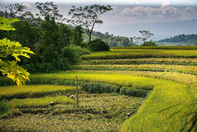 Los campos en terrazas de la comuna de Mien Doi, distrito de Lac Son, Hoa Binh, están en temporada de cosecha.