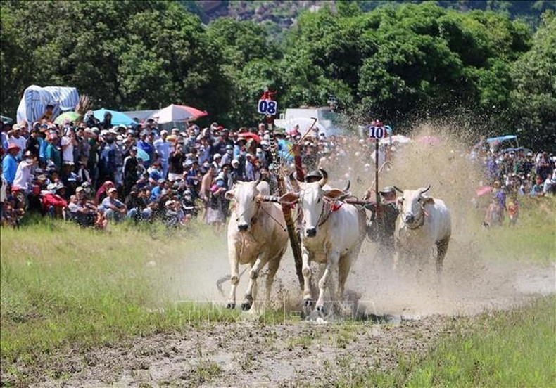 El tramo final de la carrera es donde los cocheros demuestran sus habilidades, y los toros, su fuerza, para cruzar la línea de meta primero y del modo más espectacular. El tramo final de la carrera es donde los cocheros demuestran sus habilidades, y los toros, su fuerza, para cruzar la línea de meta primero y del modo más espectacular.