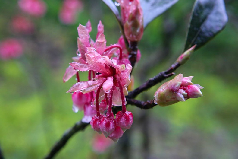 Capullos de flor de durazno con forma de campana antes de florecer por completo.