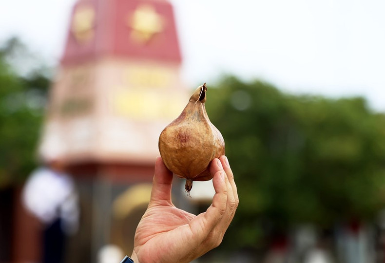 Fruto seco de bonete de clérigo, un regalo especial de Truong Sa. Fruto seco de bonete de clérigo, un regalo especial de Truong Sa.