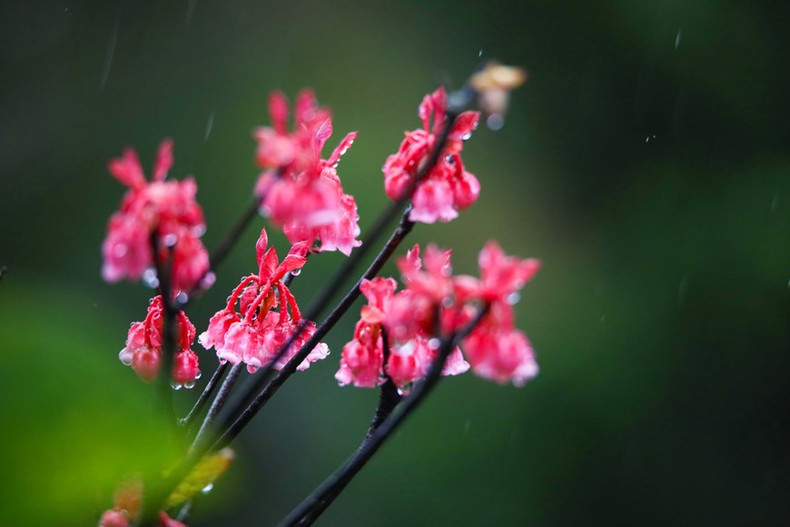 Flores de durazno rojas con forma de campana.