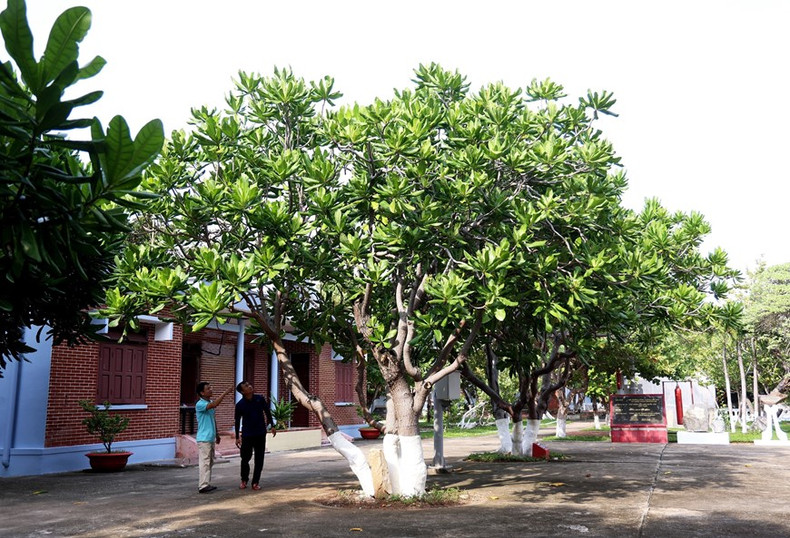 Un árbol de bonete de clérigo en el centro de la isla de Truong Sa. Un árbol de bonete de clérigo en el centro de la isla de Truong Sa.