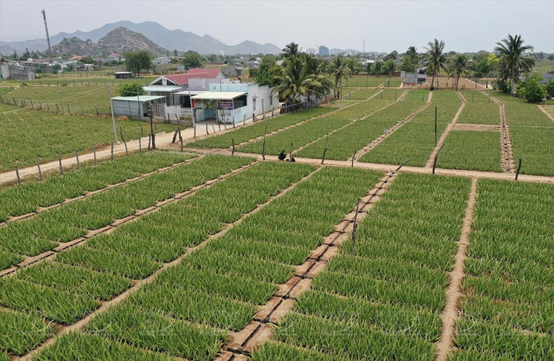 Vista panorámica de la zona de cultivo de aloe vera en Ninh Thuan.