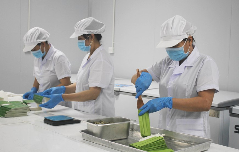 Los trabajadores producen té de loto en la empresa de producción, exportación e importación y comercio de servicios de Hali (Ninh Binh). Los trabajadores producen té de loto en la empresa de producción, exportación e importación y comercio de servicios de Hali (Ninh Binh).