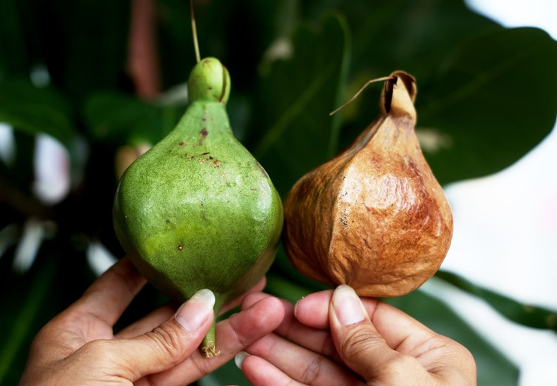 Frutos secos y frescos de bonete de clérigo. Frutos secos y frescos de bonete de clérigo.