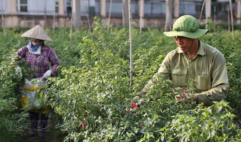 Agricultores cosechando chiles orgánicos en la Cooperativa de Van Duc. Agricultores cosechando chiles orgánicos en la Cooperativa de Van Duc.