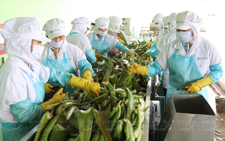 Procesamiento y clasificación de aloe vera en la empresa Canh dong Viet, provincia de Ninh Thuan.