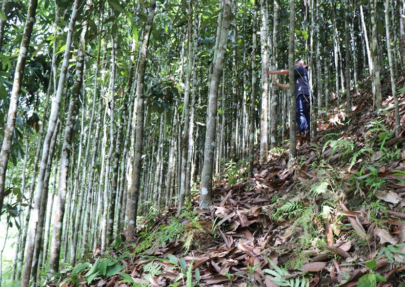 El distrito de Tra Bong cuenta actualmente con cinco mil 200 hectáreas de cultivo de canela, con un rendimiento anual de entre mil 600 y dos mil toneladas. El distrito de Tra Bong cuenta actualmente con cinco mil 200 hectáreas de cultivo de canela, con un rendimiento anual de entre mil 600 y dos mil toneladas.
