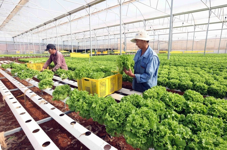 El movimiento de emulación en las actividades de producción y negocios y apoyo mutuo para enriquecerse y reducir la pobreza de manera sostenible entre las asociaciones de agricultores de la provincia altiplana de Lam Dong ha conseguido numerosos cambios positivos. El movimiento de emulación en las actividades de producción y negocios y apoyo mutuo para enriquecerse y reducir la pobreza de manera sostenible entre las asociaciones de agricultores de la provincia altiplana de Lam Dong ha conseguido numerosos cambios positivos.