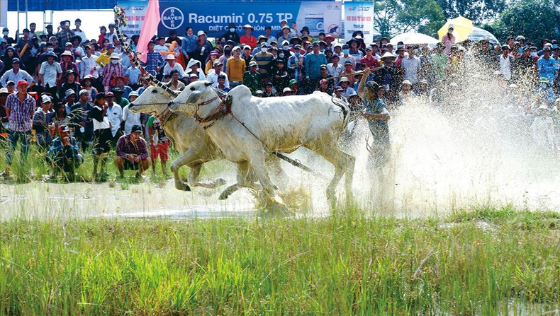 Carrera de toros Bay Nui forma parte del festival Sene Dolta de la minoría étnica Jemer.