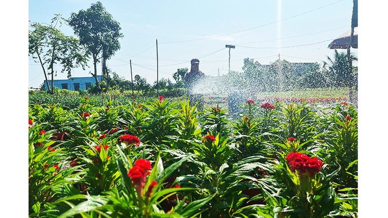Cuidando flores de la especie Celosia.