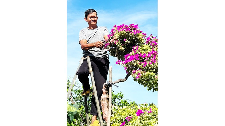 Un aldeano poda ramas de buganvilla para vender.