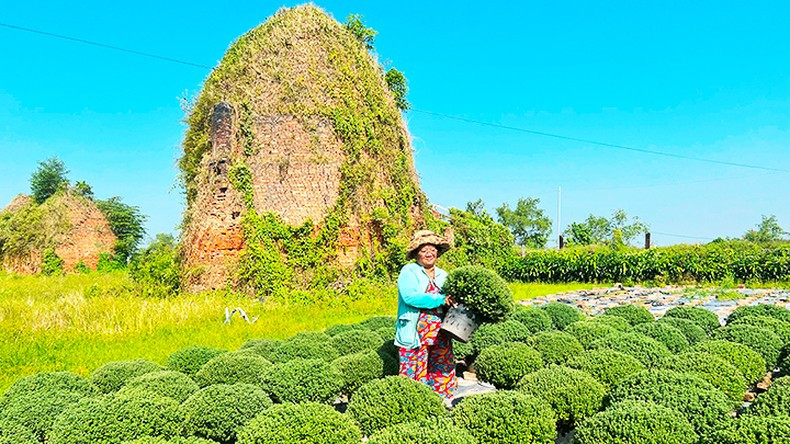 La local Tran Thi Thu Huong, quien ha cultivado mil 700 tiestos del crisantemo Chrysanthemum morifolium.